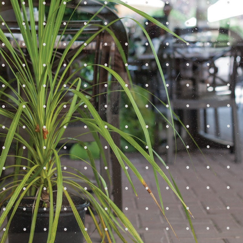Close-up of Feather Friendly Window Films